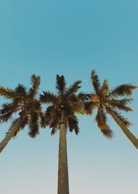 Low angle view of coconut palm trees against clear blue sky