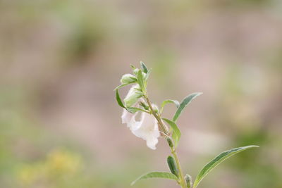 Close-up of small plant