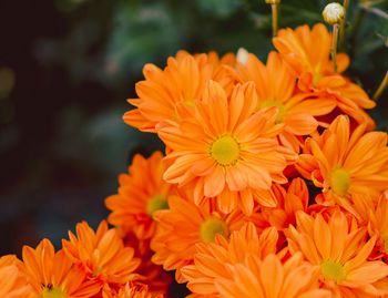 Close-up of orange flowering plants