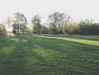 Trees on grassy field