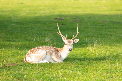 Side view of deer resting on field