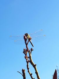 Low angle view of birds flying against clear blue sky