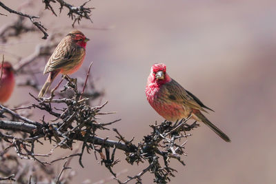 Close-up of bird perching on branch