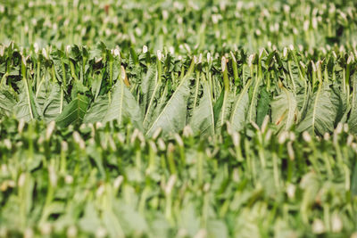 Full frame shot of fresh green leaves on field