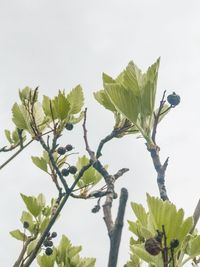 Low angle view of flowering plant against clear sky