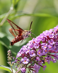 Close-up of butterfly pollinating on purple flower