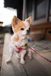 Dog looking away while standing on floor at home