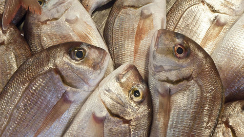 Close-up of fish for sale in market