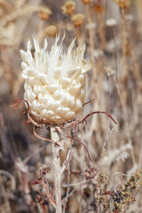 Close-up of white flower blooming on field