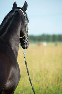 Close-up of horse on field