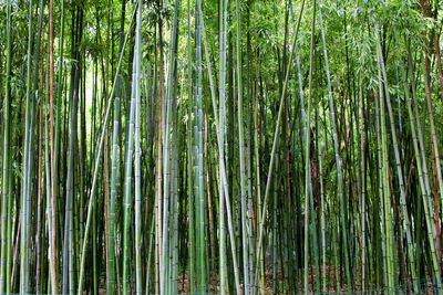 Bamboo woods