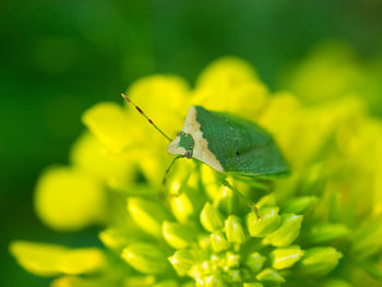 Close-up of insect on plant