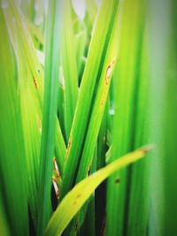 Close-up of green plant on field