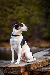 Dog looking away