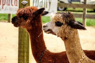 Alpaca in a farm