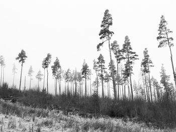 Panoramic view of trees in forest against clear sky