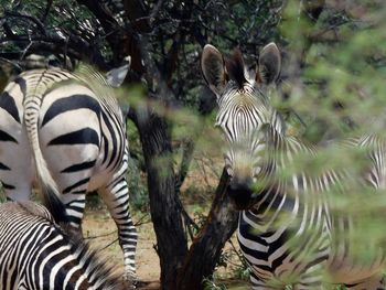 Close-up of zebra on tree