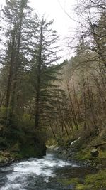 Scenic view of forest against sky