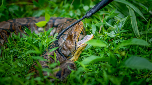 A big and ferocious python catches snakes by hand, beautiful striped boa in a fertile forest.