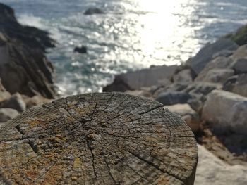 High angle view of tree stump against sea