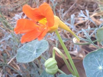 Close-up of flower blooming outdoors