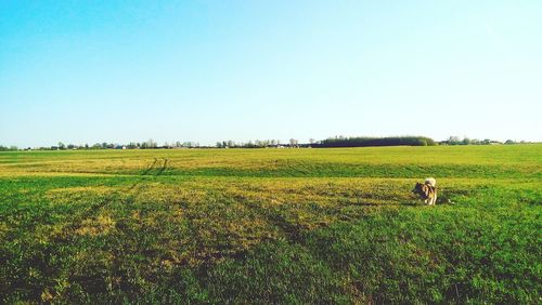 Scenic view of grassy field against clear sky