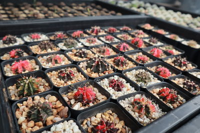 High angle view of vegetables in container