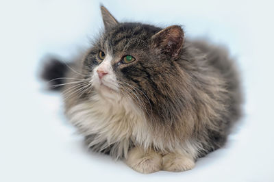 Close-up of a cat looking away