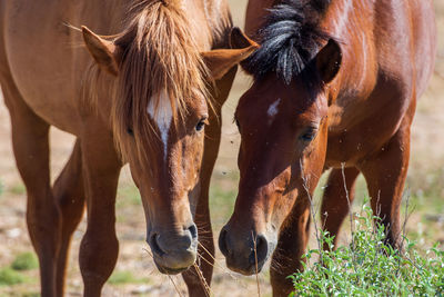 Horses in a field
