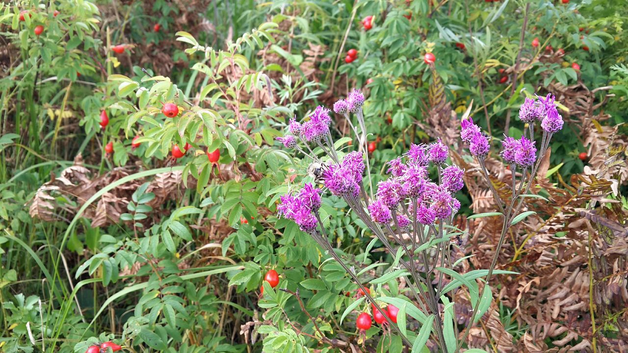 flower, growth, freshness, plant, beauty in nature, nature, field, fragility, green color, high angle view, leaf, blooming, petal, day, purple, outdoors, growing, pink color, no people, close-up