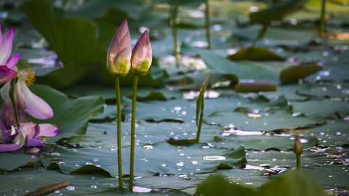 Close-up of pink lotus water lily in pond