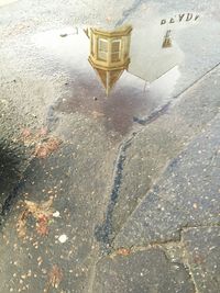 Reflection of trees in puddle