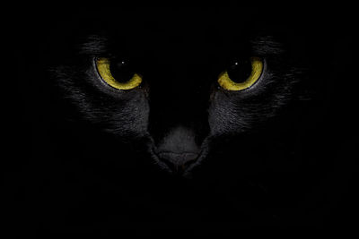 Cat with yellow black background