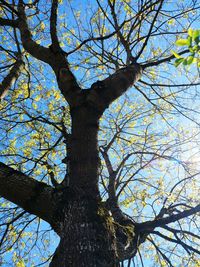 Low angle view of tree against sky