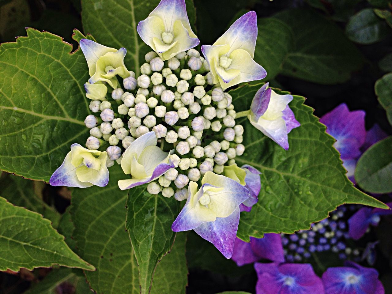 freshness, flower, leaf, petal, fragility, growth, beauty in nature, purple, flower head, plant, close-up, nature, green color, blooming, hydrangea, drop, high angle view, wet, no people, water