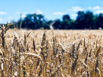 Close-up of stalks in field against sky