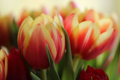 Close-up of red tulips blooming