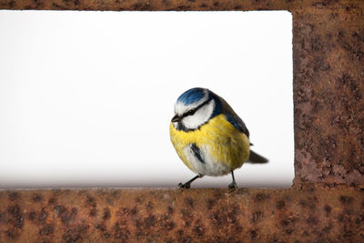 Close-up of great tit on rusty metal against white background