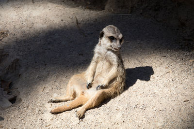 Close-up of meerkat sitting on field