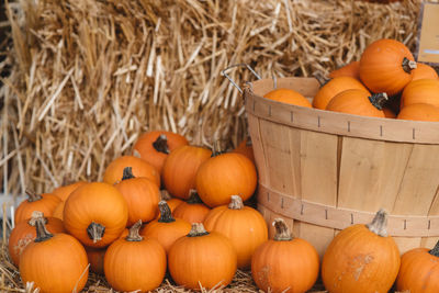 Close-up of pumpkins on hay