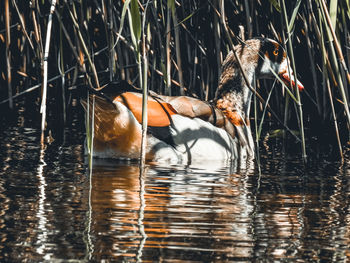 View of duck swimming in lake
