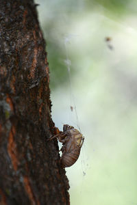 Close-up of insect on tree against sky