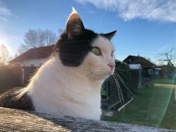 Close-up of a cat looking away