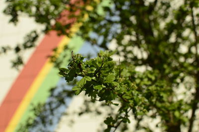 Close-up of tree against sky