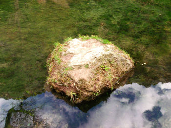 Reflection of trees in water