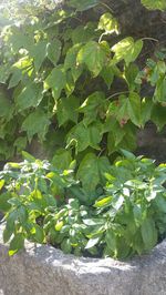 Close-up of fresh green plants