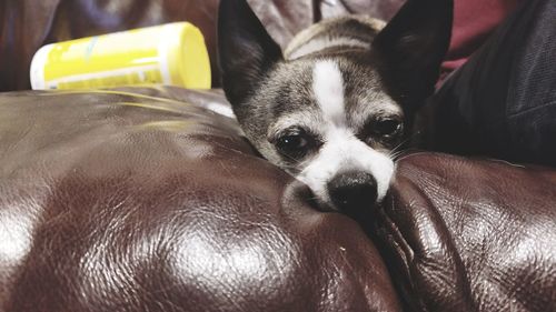 Close-up portrait of dog relaxing on bed