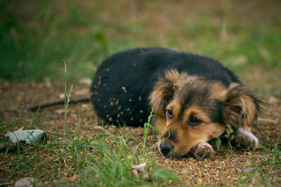 Close-up of dog sitting on grass