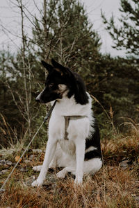 Dog looking away on field