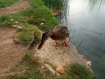 High angle view of duck in lake